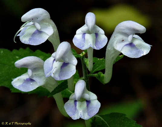 {Scutellaria montana}